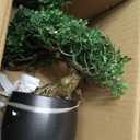 Artificial Bonsai Tree Juniper Faux Plants Indoor Fake Plants Decor with Ceramic Pots for Home Table Office Desk Bathroom Shelf Bedroom Living Room Farmhouse Decorations