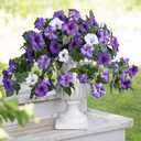 HyeFlora Artificial Flowers for Outdoors 2PCS Faux Petunias Silk Fake Flowers for Outside Planter UV Resistant Realistic Home Garden Porch Decor (Purple)
