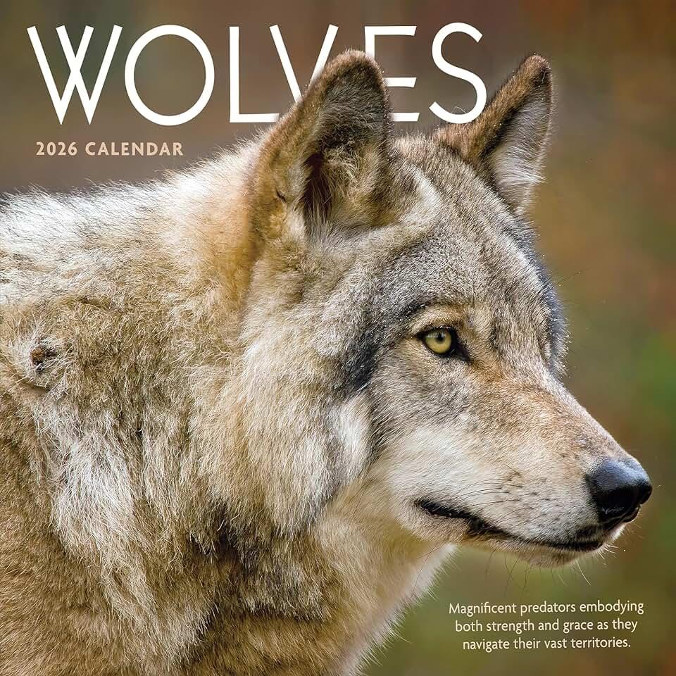 TF Publishing 2026 Wolves Wall Calendar - Large Grids for Appointments and Scheduling - Vertical Monthly Wall Calendar 2026 with Premium Gloss Paper for Home and Office Organization - 12in x 12in
