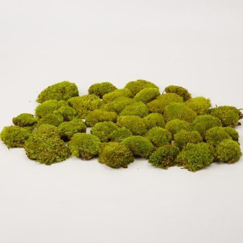 Prefleur Preserved Pole Moss Pillow Bun Cushion Natural Green Decorative Real Natural Green DIY Kit Gardenning Art Wall Decor Florist Decor Easter Table Decor Wedding (1.5 sq.ft, Green-D)