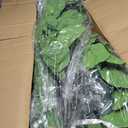 FLOWORLD Fiddle Leaf Fig Tree 6ft Tall Artificial Tree in Plastic Pot Fake Ficus Lyrata Plants with 184 Decorative Fiddle Leaves Faux Fig Trees for Home Office Living Room Decor Indoor Outdoor