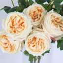 Real Touch Austin Roses Peonies Artificial Flowers 4 Bouquets Latex Fake Peonies with Long Stem Realistic Faux Peonies Flower for Wedding Party Home Table Centerpieces Decorations (Champagne)