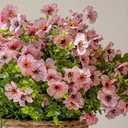 DUYONE Artificial Flowers Outdoor,UV Resistant Realistic Garden Artificial Plants,Bright 16 Bundles No-Fade Veranda Fake Faux Flowers,for Porches Patios Walkway Gardens Decor-Pink