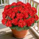 Artificial Flowers for Outdoors, 6 Bundles Realistic Silk Fake Red Geraniums, UV Resistant Faux Flowers for Planters, Hanging Baskets, Window Boxes, Porch, Patio Valentine's Day Decor