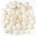 48 PCS Scallop Shells Natural Seashell, 1.5" to 2" White Scallop Shells Small Seashells for Crafts Wedding Decor Beach Theme Party, Fish Tank and Vase Filler
