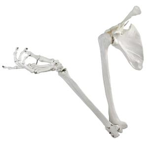 Human Upper Limb Skeleton Anatomical Model, Life Size Human Arm Skeleton Model with Movable Shoulder and Hand Joints Clavicle and Scapula for Medical Science Education Study or Teaching