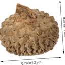 2 x Angoily Natural Acorn Shells 50Pcs 0.78In Dried Acorn Craft Decorations for Autumn Wedding Christmas Tree Photo Props Home Party Hanging Ornaments