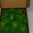 1.5 Sq. Ft. Preserved Moss Pole Decorative Moss for Crafts, Art, Wall Decor, Dark Green