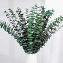 Dried Eucalyptus Stems, 17'' Natural Fresh Eucalyptus Leaves Branches Hanging for Shower, Preserved Real Plant Live Greenery for Home SPA Wall Bathroom Wedding Party Vase Decor