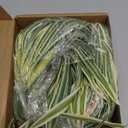 Artificial Spider Plant Large 23.6In Fake Greenery Plants UV Resistant Outside Faux Plants Bushes for Indoor Table Outdoor Planter Decor (4)