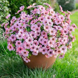 florisso Artificial Flowers for Outdoors Daisy 12 Bundles for Home Decoration, Faux Flower Fake Plants Outside Decoration with Eucalyptus UV Resistant for Planter Porch Patio Yard Garden Pink