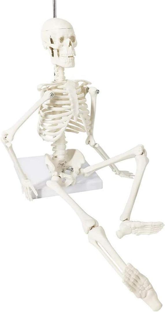 Anatomy Model Mini Human Skeleton Model Human Anatomical Anatomy Skeleton Medical Teaching