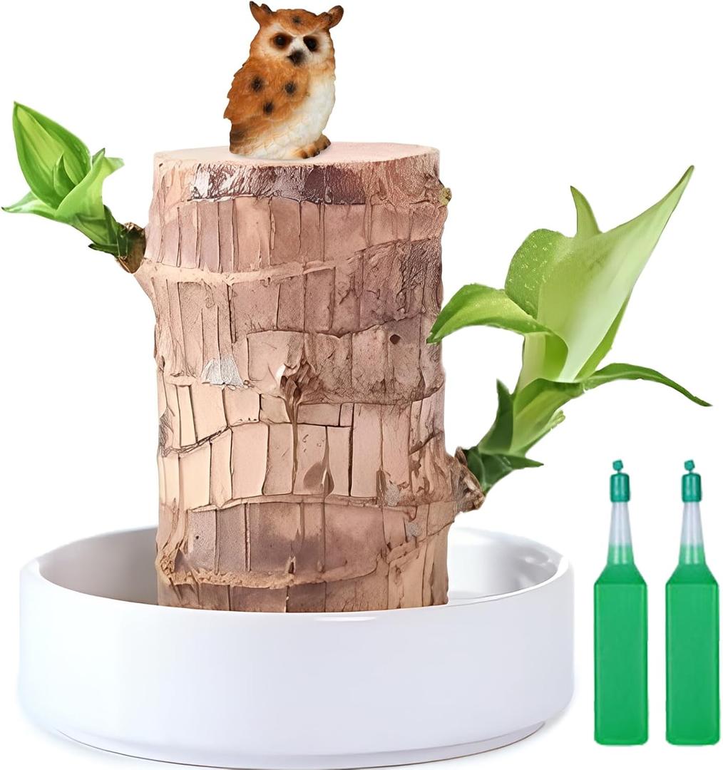 Brazilian Lucky Wood Plant,Fortune Brazil Wood Potted Plant with Owl Figurine,Mini Brazil Decoration, Desk Decor for Home & Office Desktop Planter