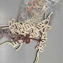 12 Pieces Thanksgiving Wood Word Cutout Joyful Merry Thankful Grateful Blessed Peace Gather Word Sign Rustic Thanksgiving Plate Cutout Signs for Home Party Table Decoration (Fresh Style)