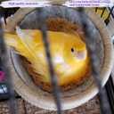 2 x 2 Pcs Canary Finch Nesting Wool Felt Pads with 4 Kinds Natural Mixing Bird Nesting Materials for Bird,Bird Nesting Material for Budgie,Parrot,Finche,Canaries,Other Birds