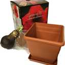 Amaryllis Red Lion Growing Kit. Includes: Big Red Lion Bulb, Plastic Pot and Saucer, and Professional Growing Medium