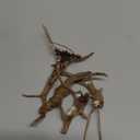 Vmiapxo 8 Pieces Natural Driftwood for Aquarium Decor, Assorted Sinkable Spider Wood, Reptile Drift Wood Branches Fish Tank Decorations (3.15''-4'')