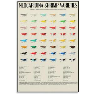 CZNBYYDSJH Neocaridina Shrimp Varirties Poster for Aquarium Enthusiasts Educational Canvas Wall Art Aesthetic Decorative Painting Classroomstyle 16x24inch(40x60cm)