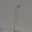 uxcell Eyeglass Holder Necklace Rings, Anti-Lost Sunglasses Neck Strap Eyeglasses Chain Holder Eye Glasses Lanyard (Gold)