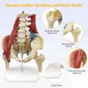 Lumbar Spine Model with Nerves, Female Pelvis Model Anatomy 1:1 Life Size Nerves Hip Joint Muscle Model Removable Movable Femur Heads Product Manual Card for Medical Education Study