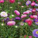 6 x 100+ Seeds Aster Suprime Mix - Flower Multicolor