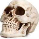 READAEER Resin Skull, Human Head Model for Home Decoration, Halloween Statue, Skull Model for Bookshelf and Desktop (White)(7.68"D x 5.91"W x 5.35"H)