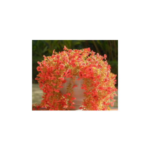 12 Pcs Artificial Hanging Mums Flowers Outdoor, Orange UV Resistant Fake Hanging Fall Plants for Outdoor Planter Patio Front Door Window Autumn Decoration (12, Orange)