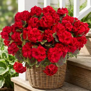  8 Pcs Artificial Geranium Plant Realistic Silk Flowers for Outside UV Resistant Faux Geraniums Flowers for Indoor Outdoor Home Garden Office Decoration (8, Red)