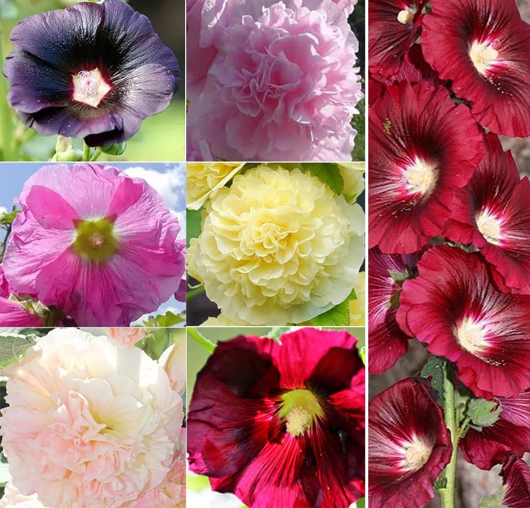 Hollyhock Flower Seeds Mix Giant Mallow Double Hollyhock Perennial 50pcs (EXP 12/01/26)