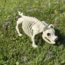 Seasons Crazy Bonez Pig Skeleton Halloween Decoration  14.75 Long Realistic Farm Animal Skeleton, Durable All-Weather Plastic Prop for Indoor & Outdoor Spooky Farmhouse Decor (Standard)