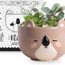 Koala Animal Ceramic Planter, 5 x 5 x 4 in., Exclusive Ceramic Animal Planters for Indoor and Outdoors, Cute Hand Painted Designed in Argentina, Convenient Drain Hole