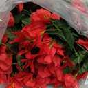 Faux Bougainvillea Artificial Flowers Plants for Outdoor Outside Decoration, 2 PCS Red Fake Flowers UV Resistant Look Real Silk Long Trailing Vines for Front Door Porch Planter Urn Patio Garden Yard