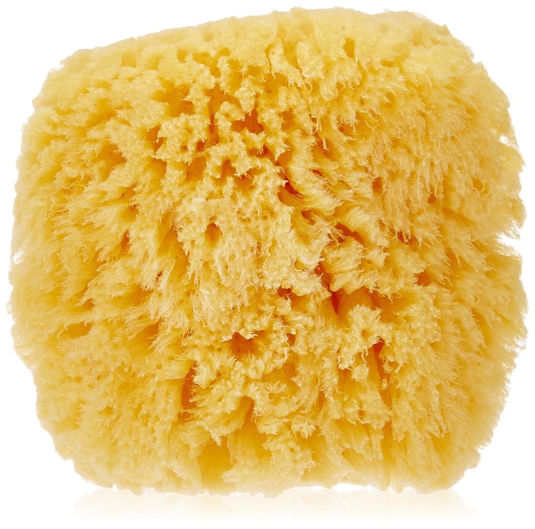 Bath Accessories Natural Sea Sponge, Medium/5"