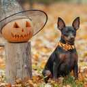 Elegant Little Tail Halloween Dog Collar - Orange Stripe Pet Collar With Flower for Small Dogs - Soft Durable Holiday Accessory (Small (Pack of 1))