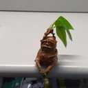 Mandrake Resin Statue Plant Funny for Decoration Micro Landscape Ornament for Outdoor Garden, Living Room, Bedroom Decor Magical Figurine Birthday Christmas Halloween Easter Gift