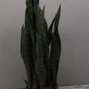 26" Artificial Sansevieria Plant Faux Snake Plant in Pot for Home Dcor Office Decoration