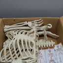 5.4Ft Halloween Skeleton - Life Size Skeleton with Glowing Eyes Scary Creepy Sound Movable Joints Full Size Posable Skeleton Decor Halloween Decorations Outdoor Indoor