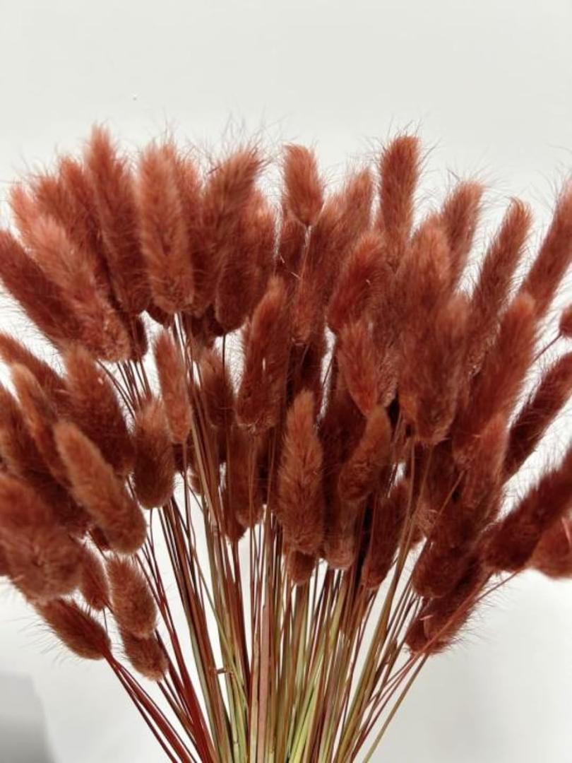 120pcs Bunny Tails Grass Burnt Orange Dried Flowers Plant Boho Pampas Grass 17 inch for Home Decor Wedding Bouquet Natural Flower Arrangements (Caramel)