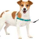 PetSafe Easy Walk Harness for Dogs - Pull-Free Walks - Patented Martingale Loop Design - Front Chest Leash Attachment - Comfort Straps - Breathable Harness Design - Small, Teal/Gray
