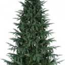 6FT Prelit Cedar Christmas Tree, 1718 Branch Tips, Realistic PVC+PE Material, 300 LED Warm White Lights, Hinged Design, Real Feel Touch, Artificial Christmas Tree Christmas Décor for Home, Office