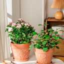 2 x Melphoe Plant Pots Indoor with Drainage & Saucer, 2Pack 7/8 inch Flower Pots Outdoor Planters for Indoor Plants Garden Home Decor Cactus Succulent, Rigid Plastic (Imitation-Terracotta) Vine-Embossed