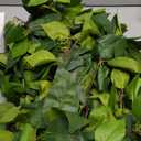 mizii 2 Strands Artificial Scindaps Vines Garland 73" Fake Vine with Silk Green Leaves Faux Evergreen Hanging Plants Greenery Decoration for Party Wedding Bedroom Home Wall Room Decor (Scindapsus)