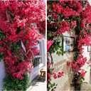 Set of 4-5.9Ft Long Artificial Bougainvillea Flowers Garland Silk Climbing Bougainvillea Vines for Wedding Arch Wall Backdrop Table Runner (Fuchsia - Pack of 4)