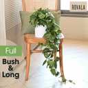 MY ROVALA Silk Plants for Home Decor Indoor in Pot Realistic Artificial Plants Hanging Faux Plants Indoor Fake Potted Plants for Shelves Bedroom Bathroom Trailing Plant, Fake Pothos Ivy (Dark Green)