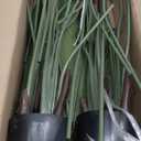 Crowye 4 Pack 4Ft Artificial Bird of Paradise Plants Faux Palm Tree with 10 Trunks Banana Leaf Artificial Plant Real Touch Leaves Fake Tree with Plastic Pot for Indoor Outdoor Home Living Room Office (Cute)