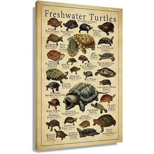Starotore Modern Wall Art Freshwater Turtles Frameless Poster Educational Prints on Canvas Rectangle Wall Decor Contemporary Pictures for Turtle Learning Lovers Decorative Unframed 16x24inch/ 40x60cm Starotore Modern Wall Art Freshwater Turtles Frameless Poster Educational Prints on Canvas Rectangle Wall Decor Contemporary Pictures for Turtle Learning Lovers Decorative Unframed 16x24inch/ 40x60cm