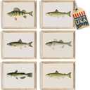 Fish Wall Art Prints (Set of 6) - Unframed - 8x10s | Vintage Fishing Decor - Reproductions of Vintage Fish Drawings - Midwest Fish Species - Great Gift for Fisherman