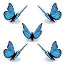 Stickerking Butterfly 5 pcs