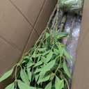 4.6ft Faux Bamboo Tree Artificial Nandina Tree Artificial Indoor Plants Realistic Fake Potted Tree with 800+ Leaves, Cement Planter - Home Office Decor Perfect for Housewarming Gift Non-Toxic