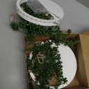 Comtelek 2pcs Artificial Hanging Plants with Lights Fake Succulents Plant in Pot Boho Wall Decor Fake String of Pearls with Lanyard for Bathroom Living Room Home Balcony Ceiling (Wood)